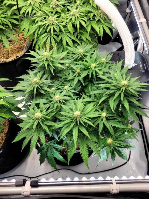 White Durban. Week 7