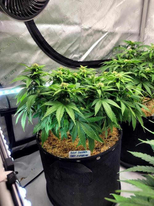 Blue Dream Seed Supreme. Week 9
