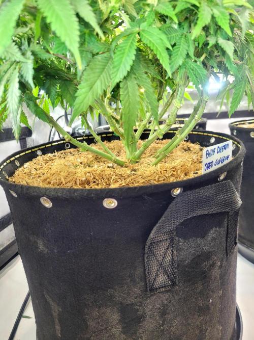 Blue Dream Seed Supreme. Week 9