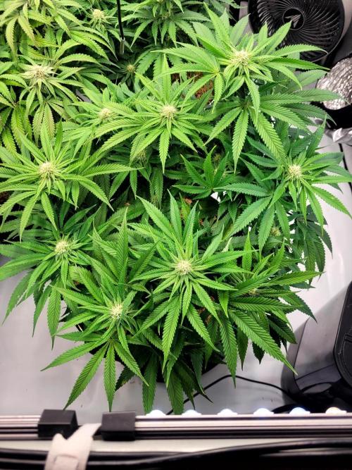 Mimosa Royal Queen Seeds. Week 10