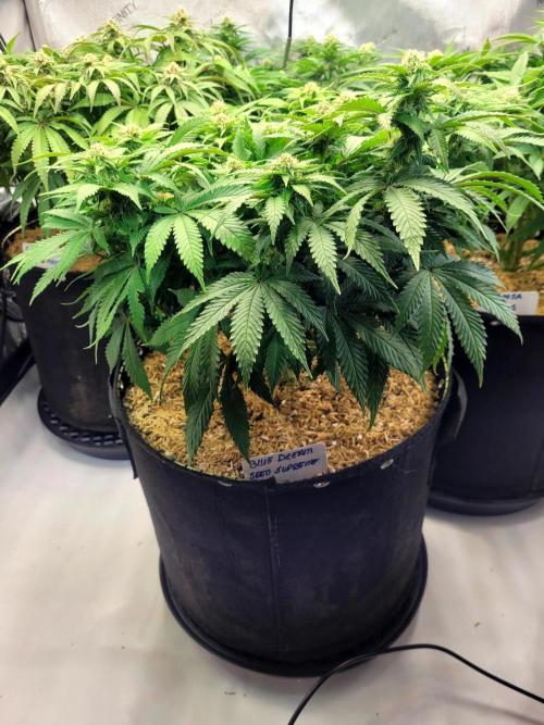 Blue Dream Seed Supreme. Week 10