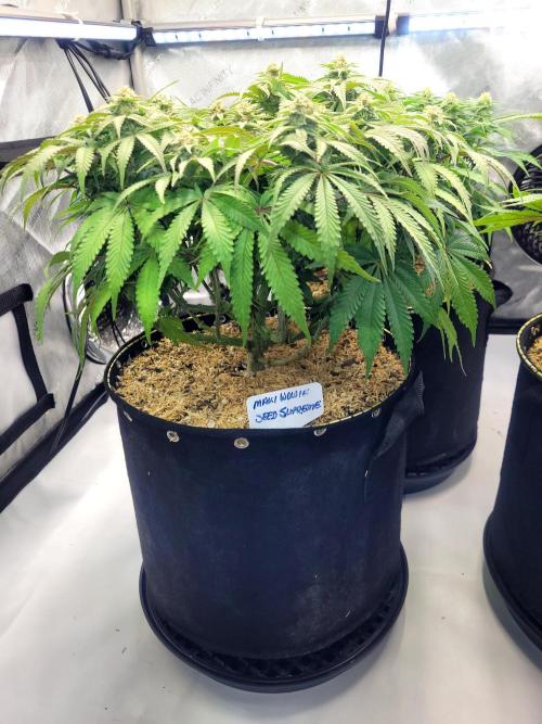 Maui Wowie Seed Supreme. Week 10