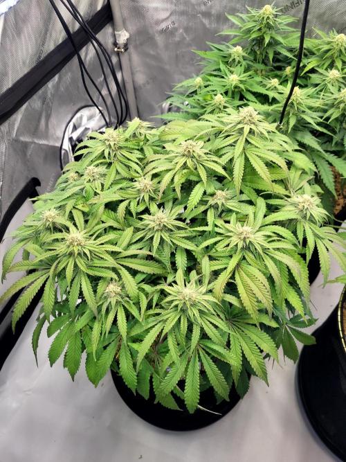 Maui Wowie Seed Supreme. Week 10