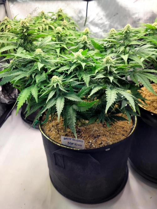 White Durban. Week 8