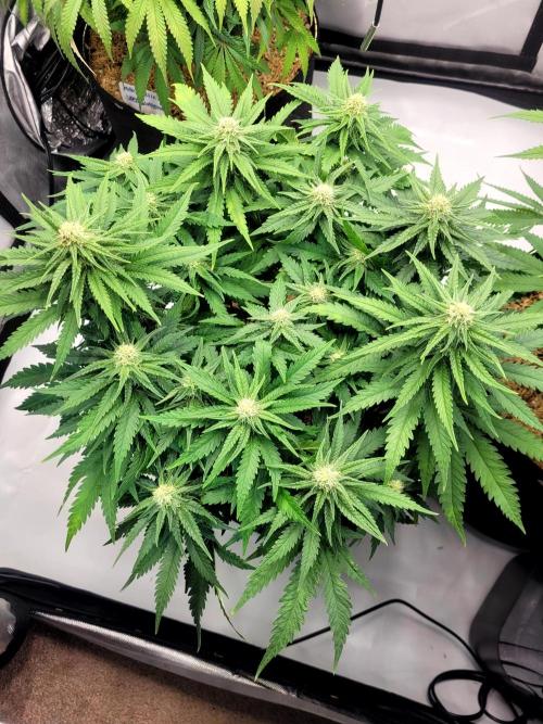 White Durban. Week 8