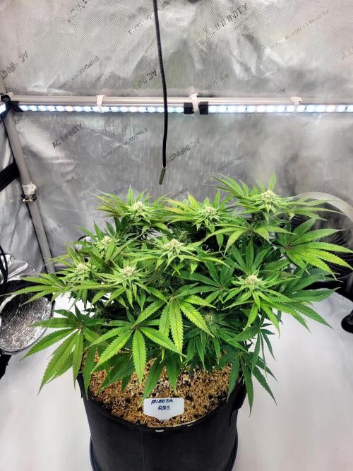 Mimosa Royal Queen Seeds. Week 10