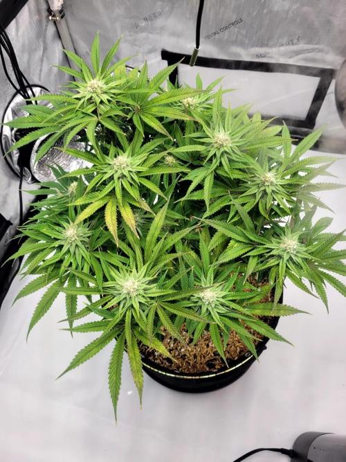Mimosa Royal Queen Seeds. Week 10
