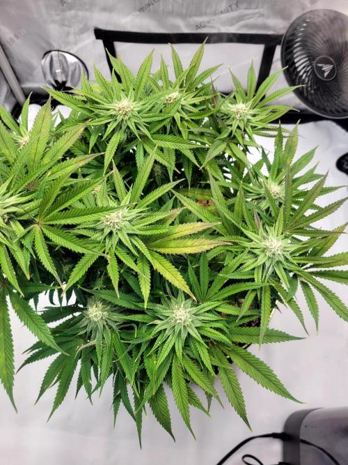 Mimosa Royal Queen Seeds. Week 10