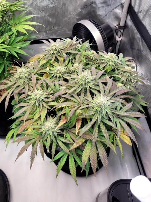 Maui Wowie Seed Supreme. Week 10