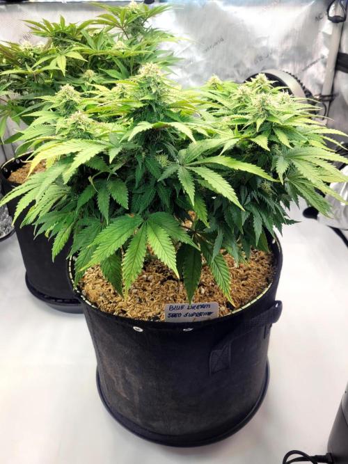 Blue Dream Seed Supreme. Week 10