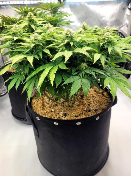 Blue Dream Seed Supreme. Week 10