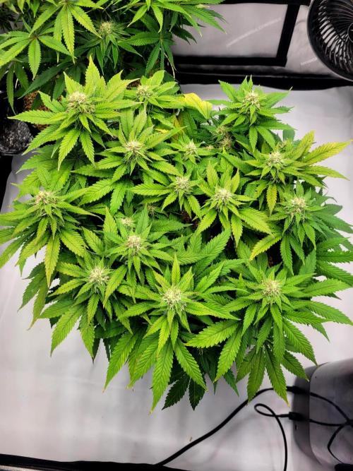 Blue Dream. Week 10