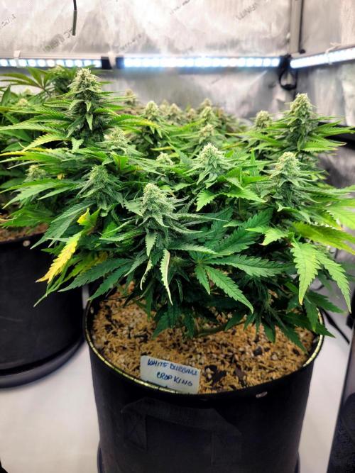 White Durban. Week 8