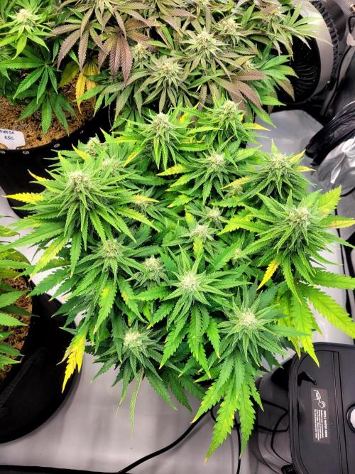 White Durban. Week 8