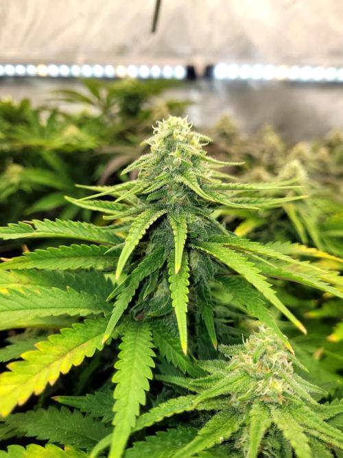 White Durban. Week 8