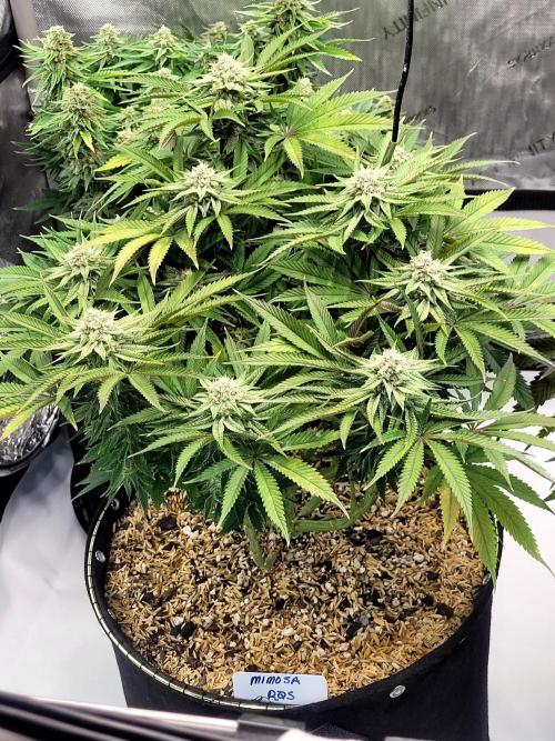 Mimosa Royal Queen Seeds. Week 11