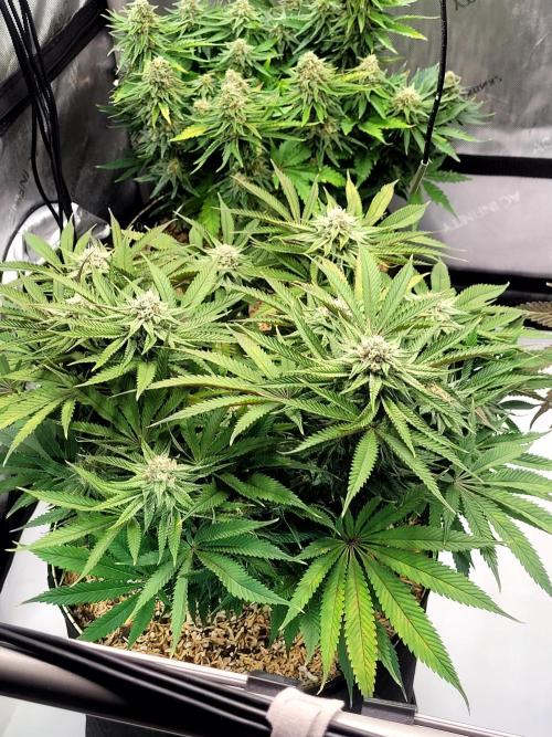 Mimosa Royal Queen Seeds. Week 11