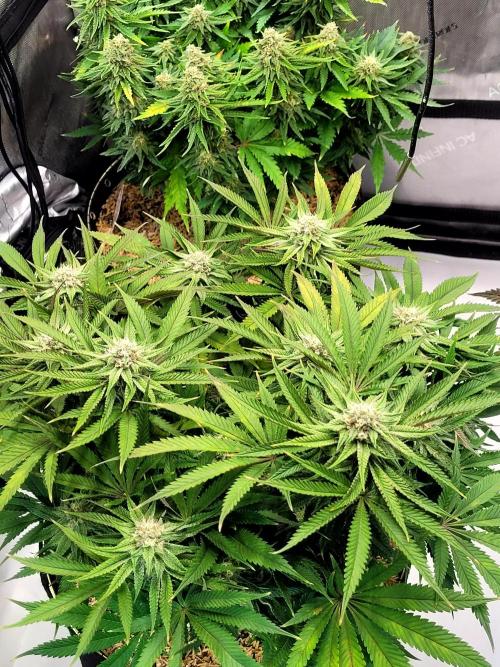 Mimosa Royal Queen Seeds. Week 11
