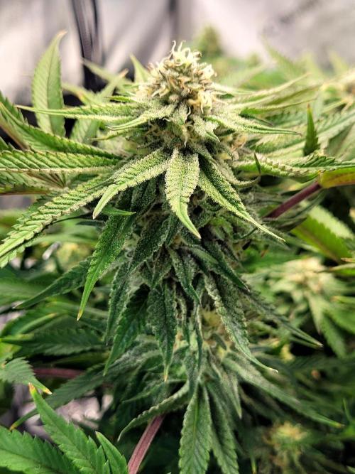 Mimosa Royal Queen Seeds. Week 11