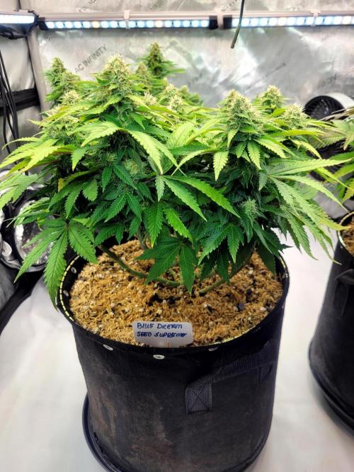 Blue Dream Seed Supreme. Week 11