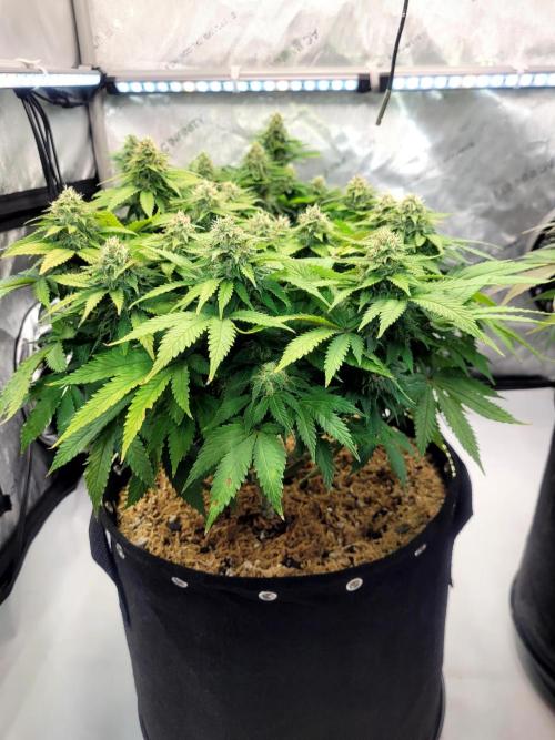 Blue Dream Seed Supreme. Week 11