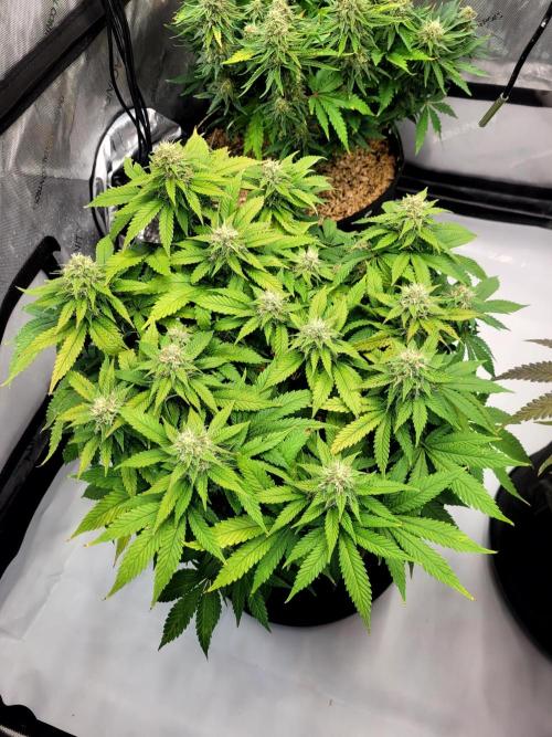 Blue Dream Seed Supreme. Week 11