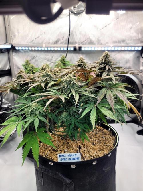 Maui Wowie Seed Supreme. Week 11