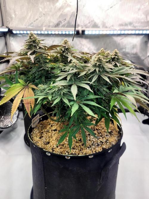 Maui Wowie Seed Supreme. Week 11