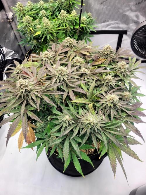 Maui Wowie Seed Supreme. Week 11