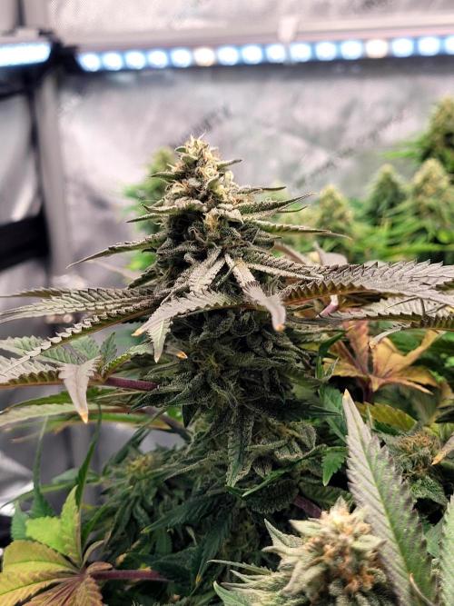 Maui Wowie Seed Supreme. Week 11