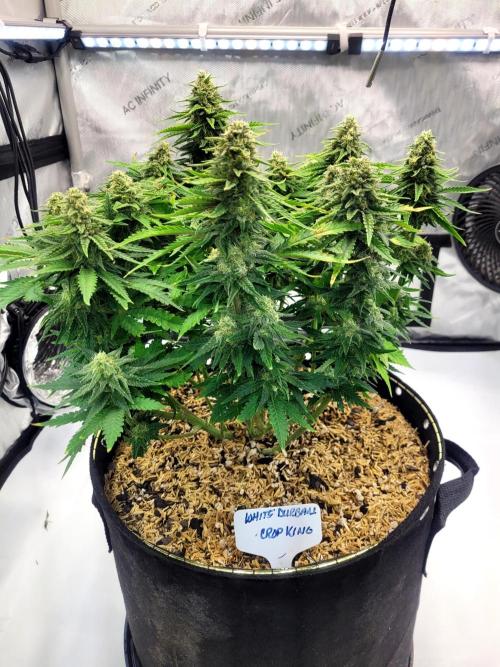 White Durban. Week 9