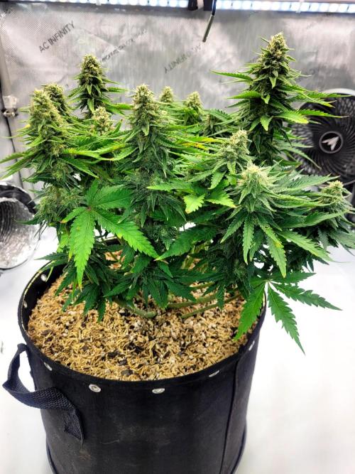 White Durban. Week 9