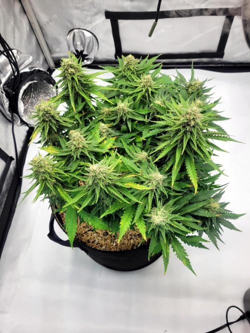 White Durban. Week 9