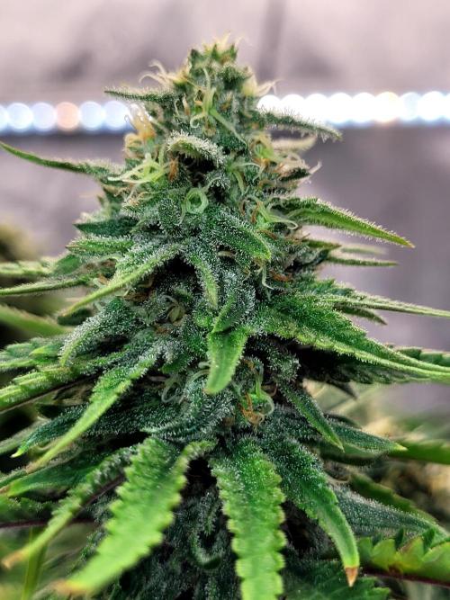 White Durban. Week 9