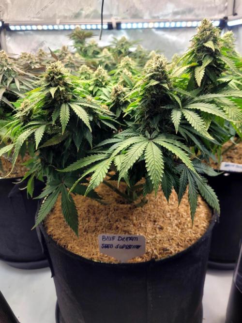 Blue Dream Seed Supreme. Week 12