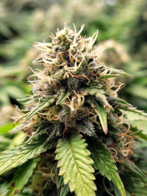 Blue Dream Seed Supreme. Week 12