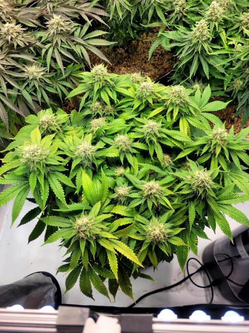 Blue Dream. Week 12