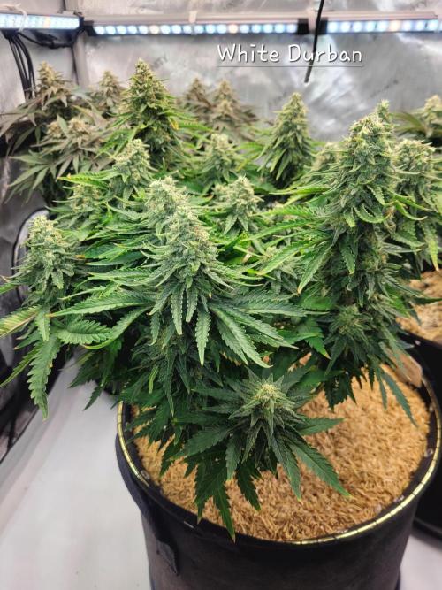 White Durban. Week 10