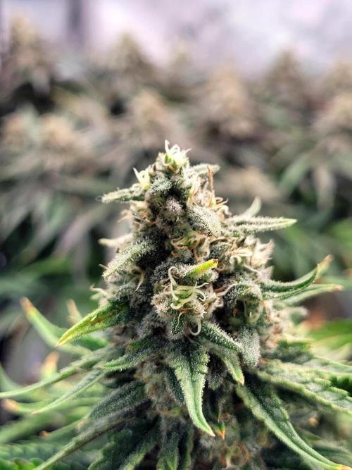 White Durban. Week 10