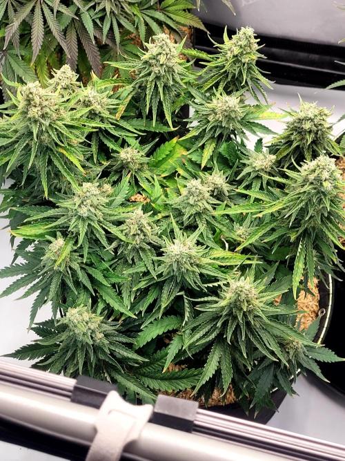 White Durban. Week 10