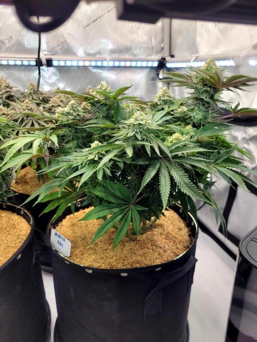 Mimosa Royal Queen Seeds. Week 12