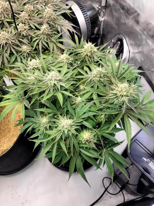 Mimosa Royal Queen Seeds. Week 12