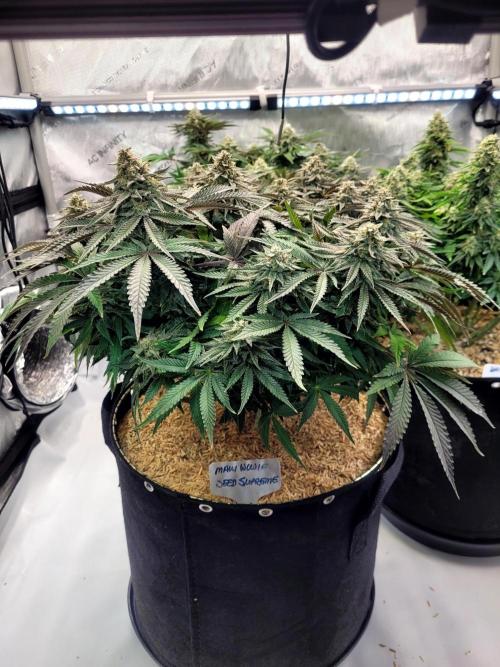 Maui Wowie Seed Supreme. Week 12