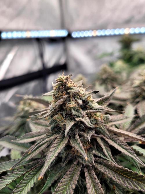 Maui Wowie Seed Supreme. Week 12