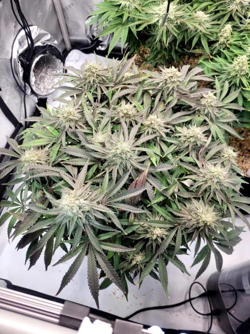 Maui Wowie Seed Supreme. Week 12