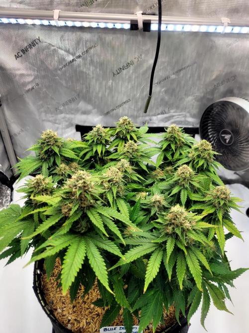 Blue Dream. Week 12