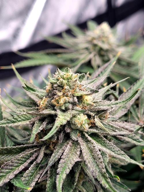 Mimosa Royal Queen Seeds. Week 12