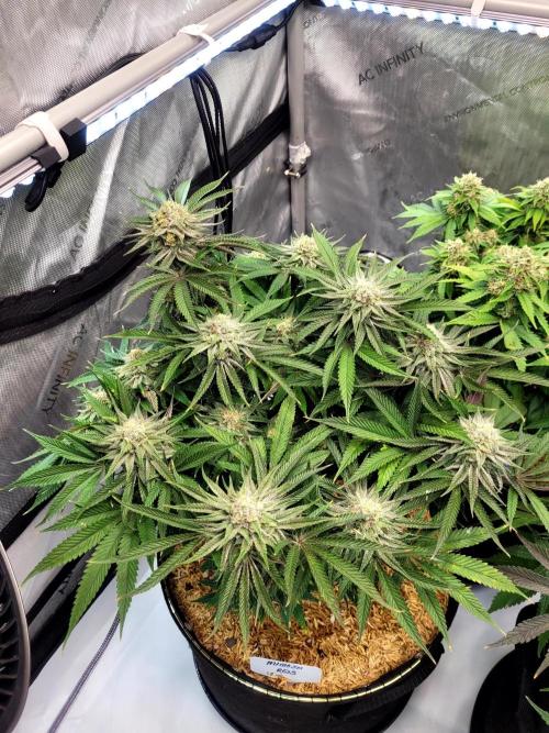 Mimosa Royal Queen Seeds. Week 12