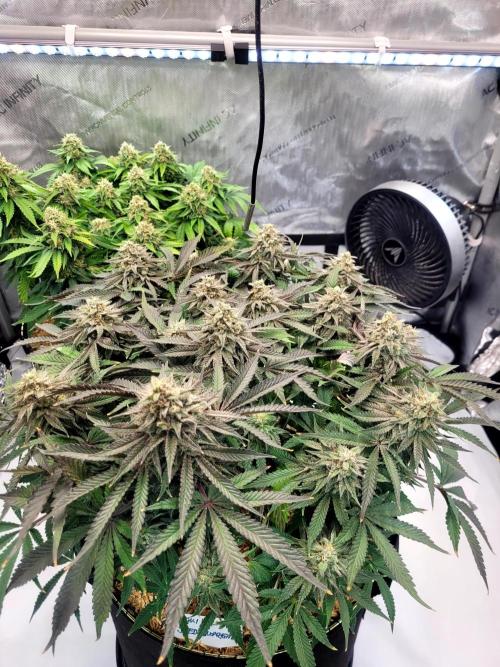 Maui Wowie Seed Supreme. Week 12