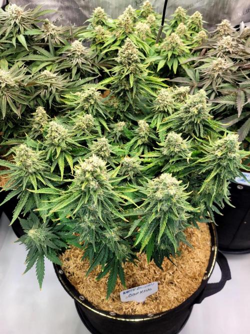 White Durban. Week 10